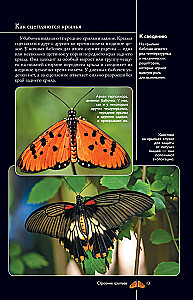 Butterflies. An Illustrated Guide